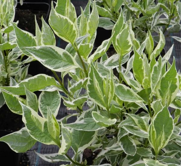 Laikkukirjokanukka Cornus alba Argenteomarginata (Elegantissima)