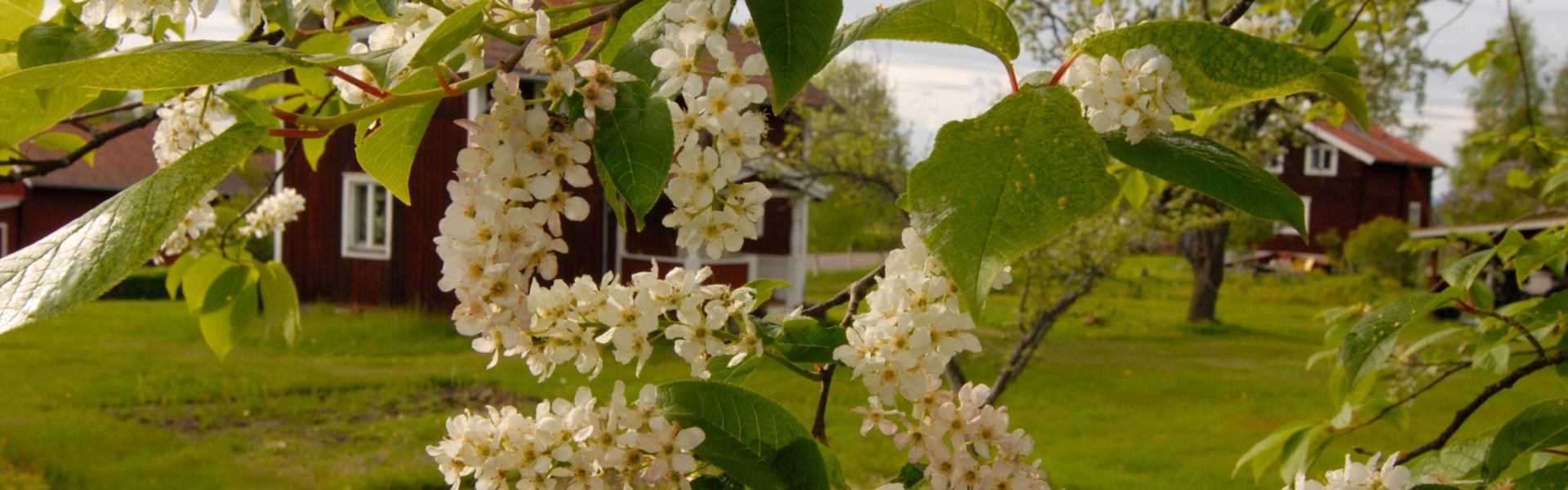 Nopeakasvuiset pensaat näkösuojaksi