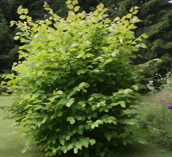Pähkinäpensas Corylus avellana