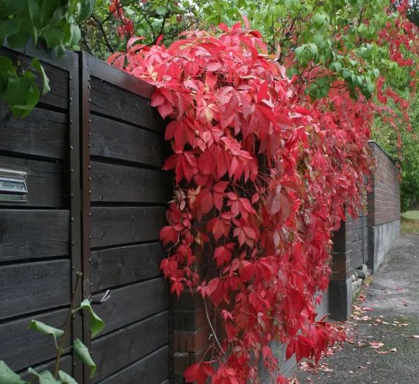 Säleikkövilliviini Parthenocissus inserta