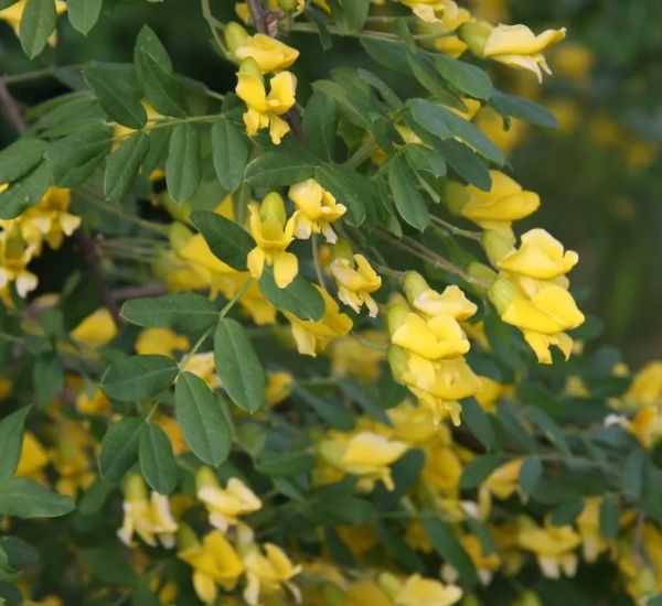 Siperianhernepensas Caragana arborescens